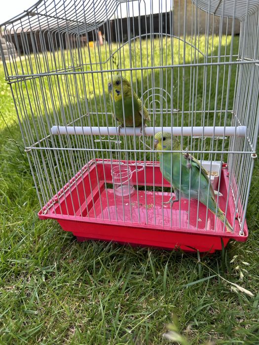 Papagali perusi cu colivie completa si accesorii