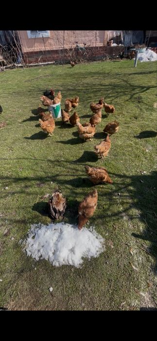 Куры обмен на петухов