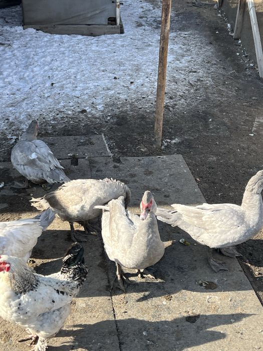 Селезни лаванда