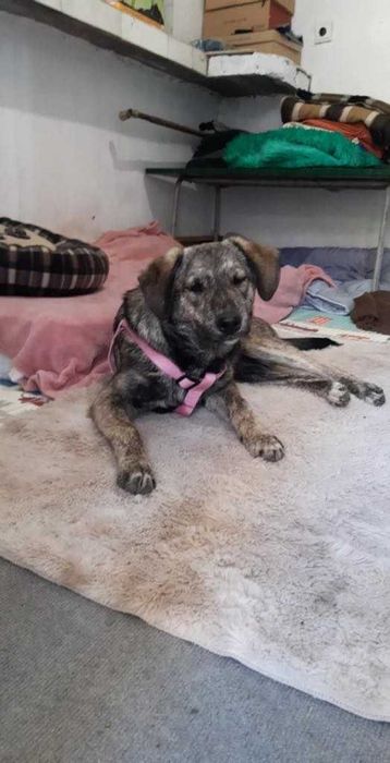 Подарявам младо женско кученце