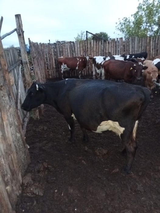 Продам.     коров