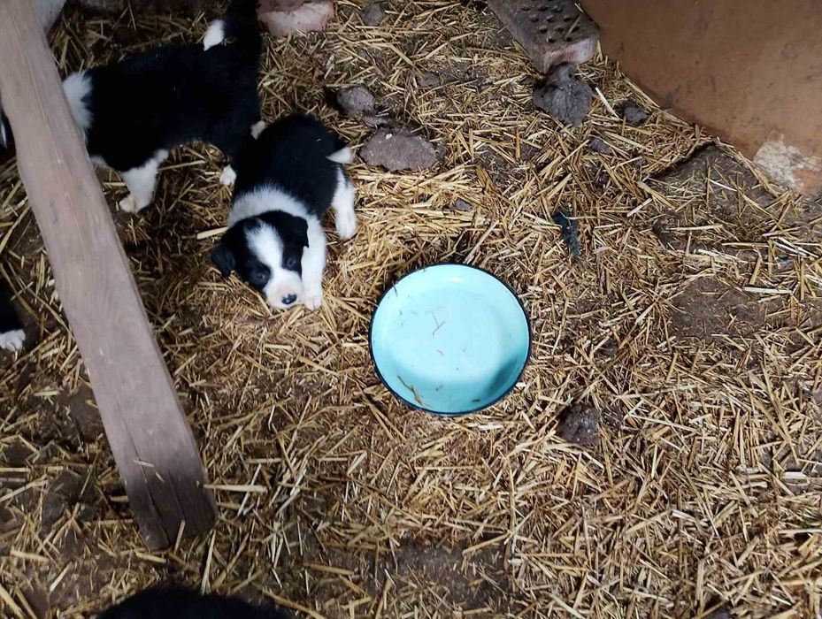 Малки кученца Бордър Коли чистокръвни