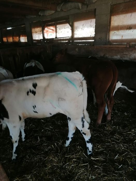 Vând viței încărcați