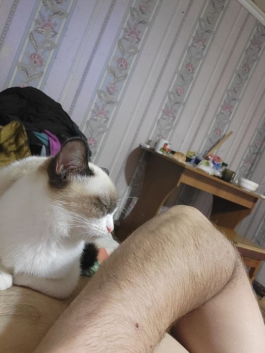 Отдам даром кота и кошек
