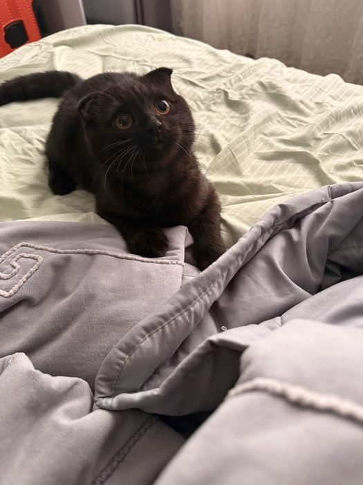 Котик 4 месяца чистокровный скотиш фолд