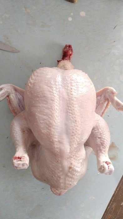 Мясо домашнего бройлера