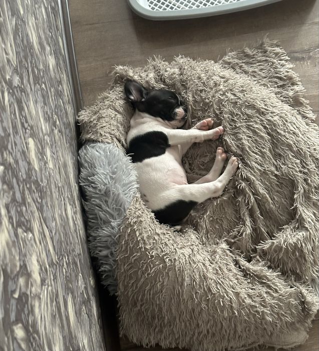 Французский бульдог