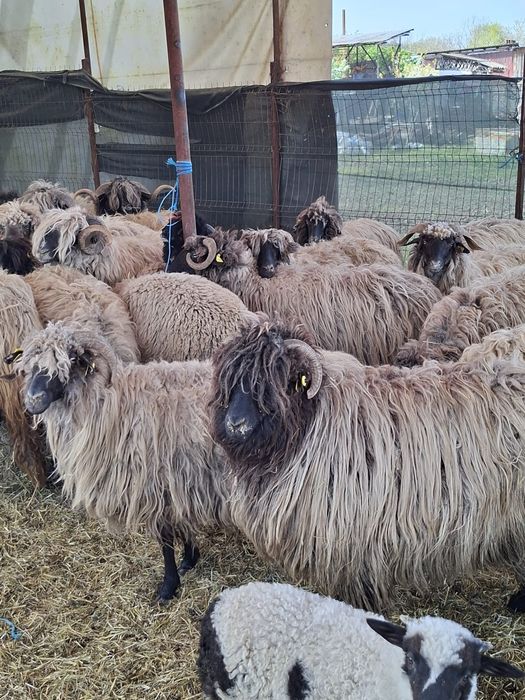 Vând 21 de oi și 3 berbeci