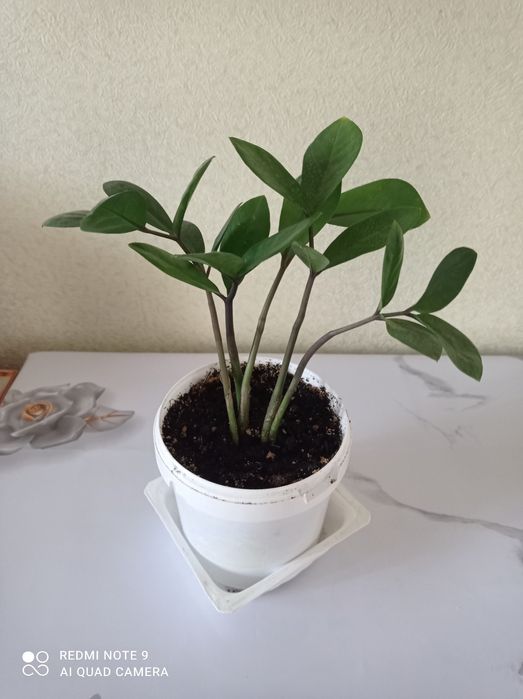 Хобби, украсили наш дом.