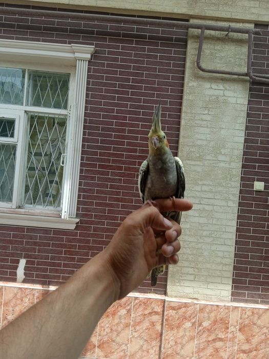 Karela Ruchnoy sotiladi