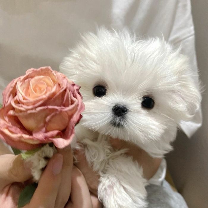 Bichon Maltez mini toy