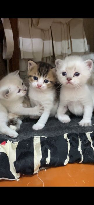 Siyamski mushuk bollari