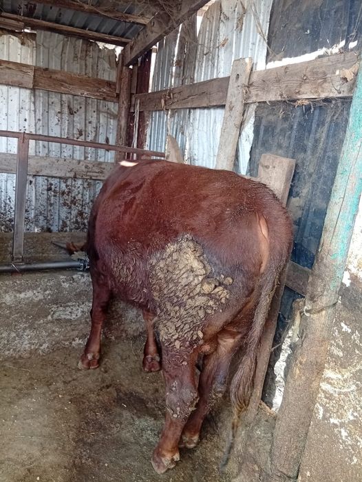 Крупно рогатый скот быки ,телка