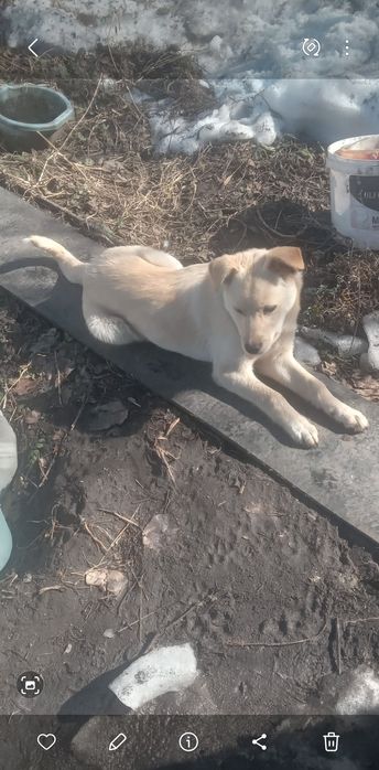 Отдам умную девочку. г.Рудный.