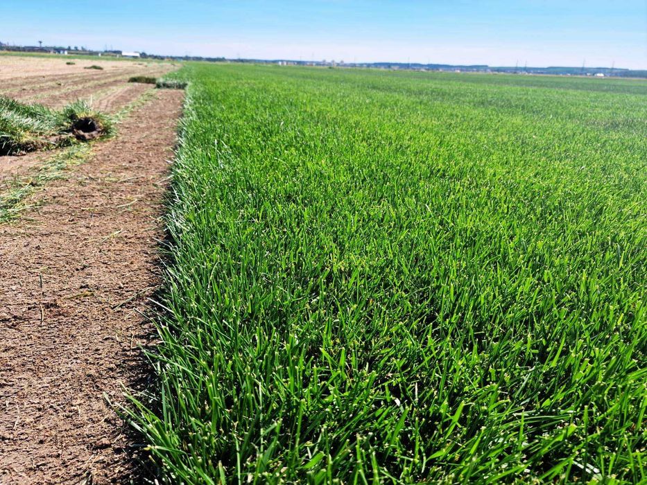 Gazon Rulou Premium  - 30 lei/MP Transport Gratuit