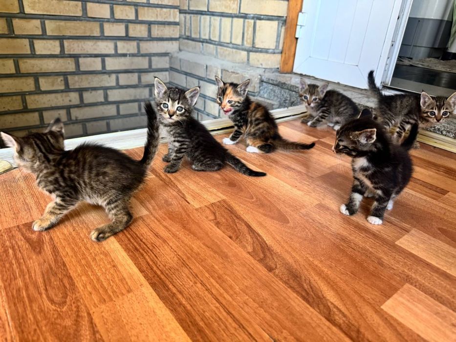 Котята даром в хорошие руки