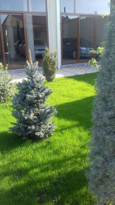 Gazon ekish landshaft dizayni