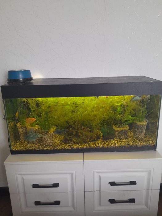 Продам аквариумное растение