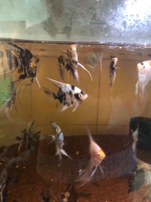 Scalari dungati, marmorati, albi, koi