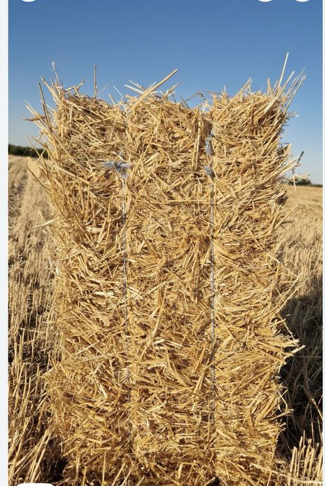 Grau, porumb, floarea soarelui, uruiala, baloti de paie!!!