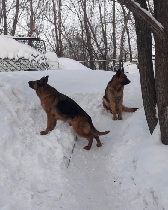 Немецкая овчарка щенки