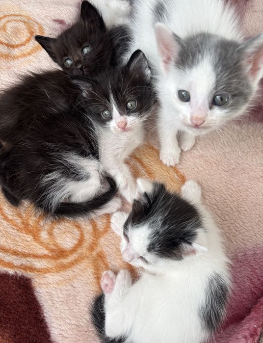 Котята в добрые руки!