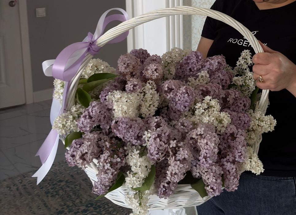 Сирень бугн стеген