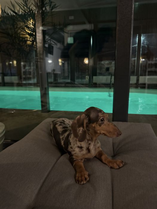 Vila  La mosie- piscina interioara,jacuzzi, saune, Hateg