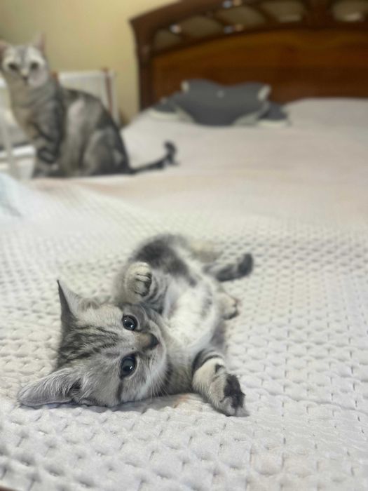 Котята породистые