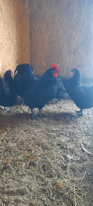 Disponibil fam 3+1 plymouth rock barat,paduana 2+1