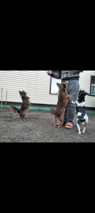 Шикарный кобель чихуахуа. Вязка.