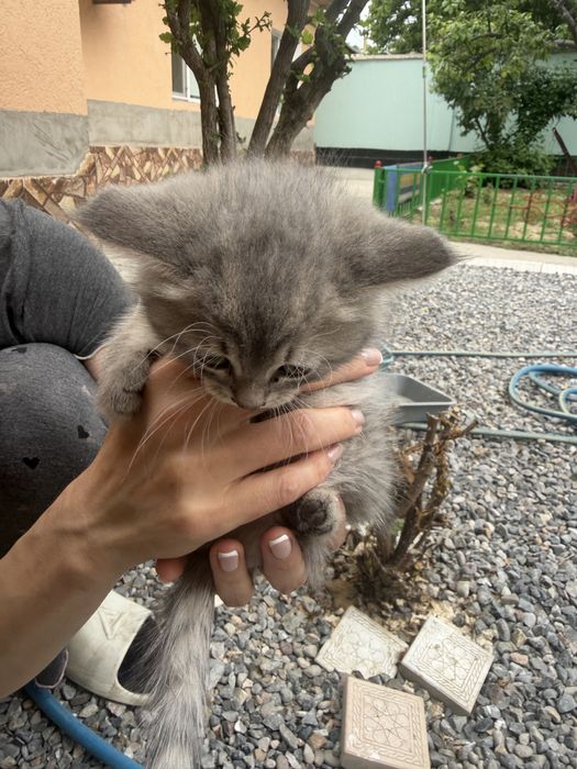 Котята Страйты породистые