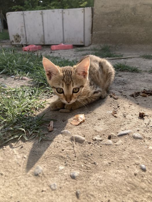 Продаётся кошки домашние бенгальская