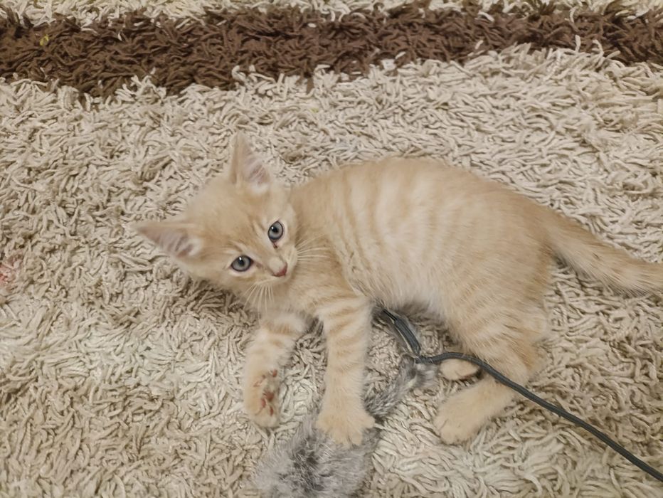Котенок мальчик ищет дом