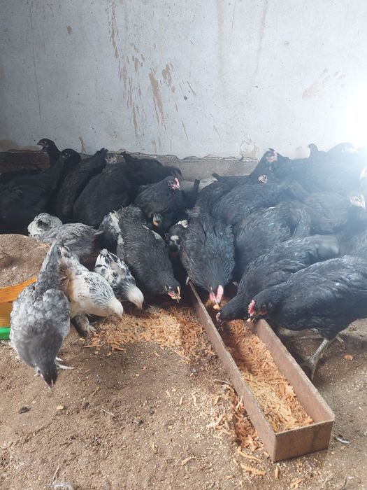 Брама ва кора шахзода товук ва жожалар