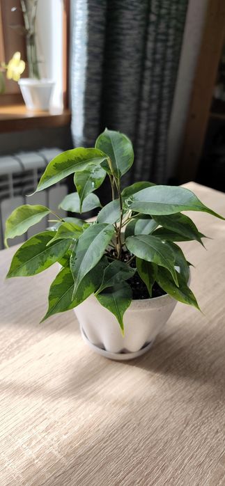 Фикусы Бенджамина