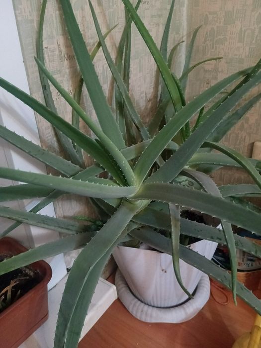 Лечебное алоэ чисто символически