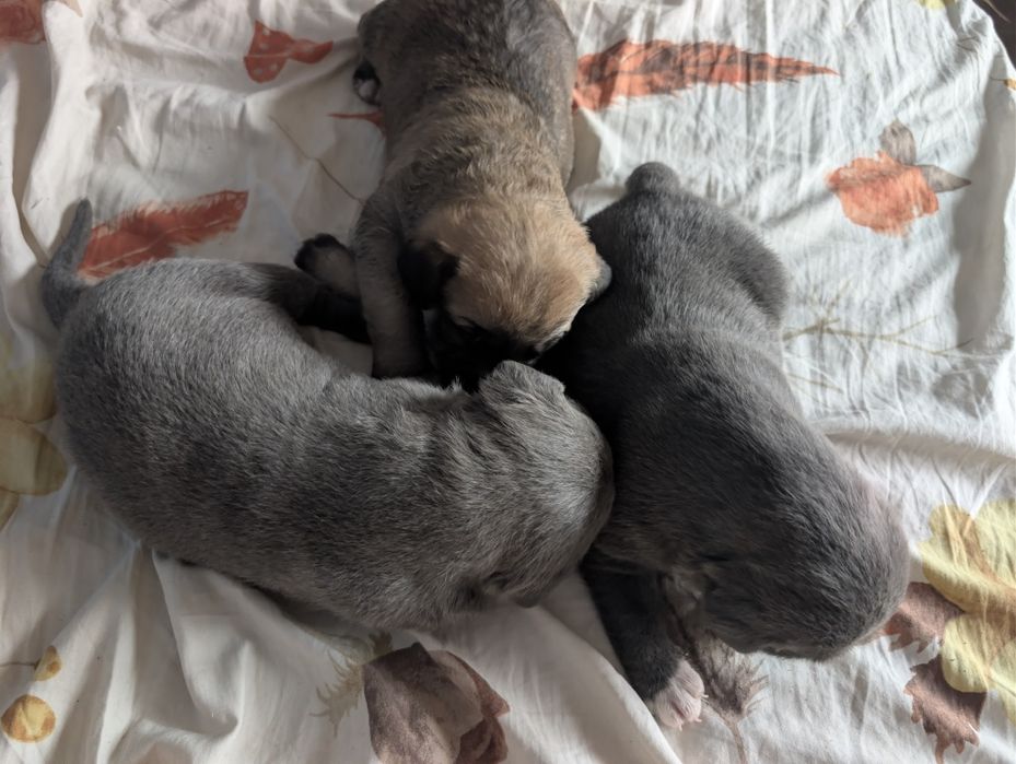 Catei de vanzare