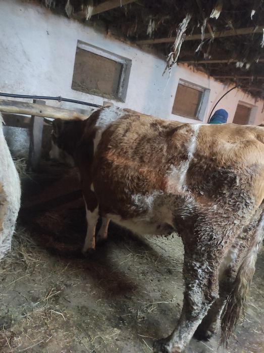 Vaci gestante de vânzare