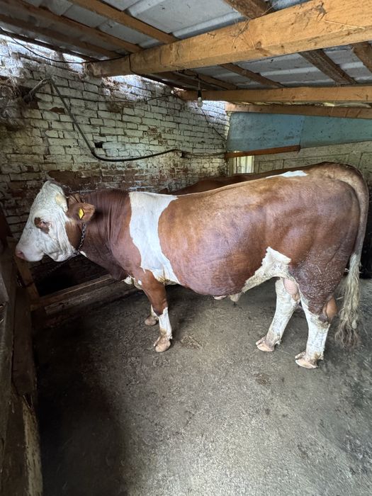 Продавам Бик, порода Монбелиард.