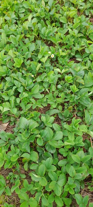 Рассада клубники