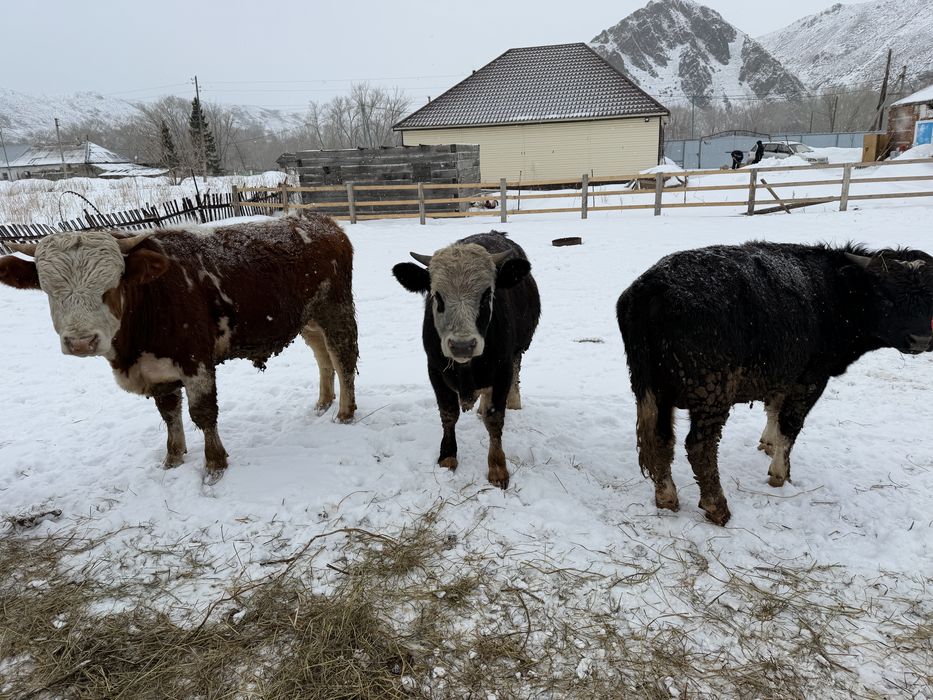 Продам бычков 1,5 годовалых