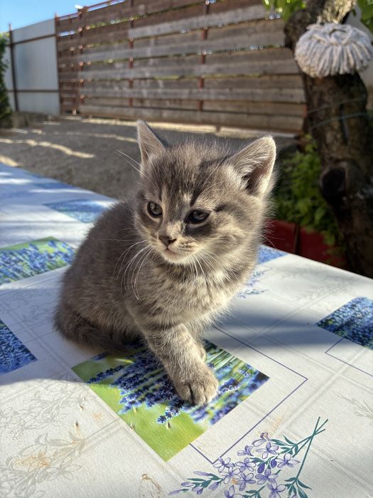 Pui de pisică gri deschis