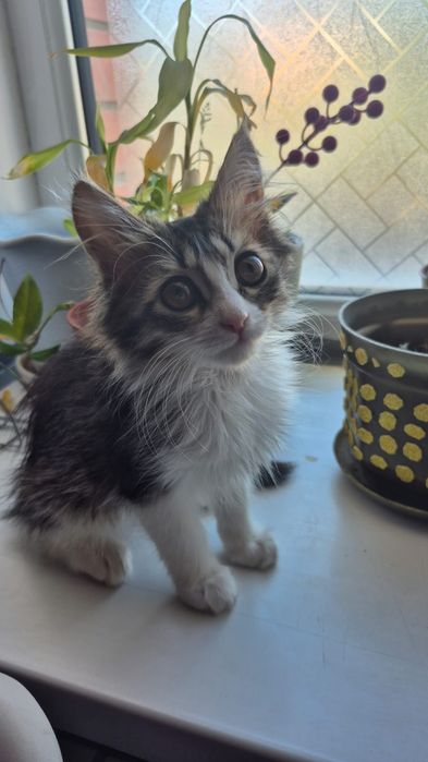 Котенок домашний