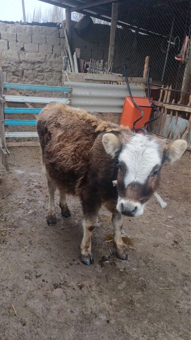 Тёлка достовка есть