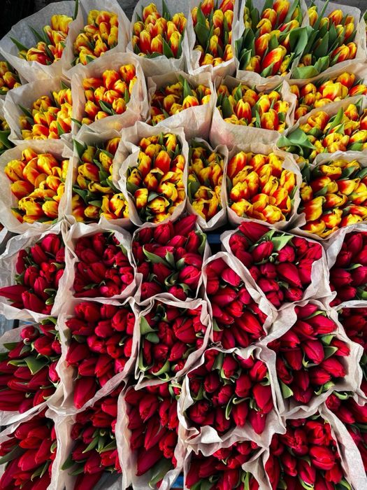 Тюльпаны Астанаа