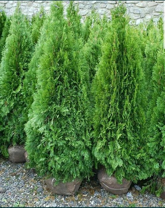 Tuia leylandii gazon rulou