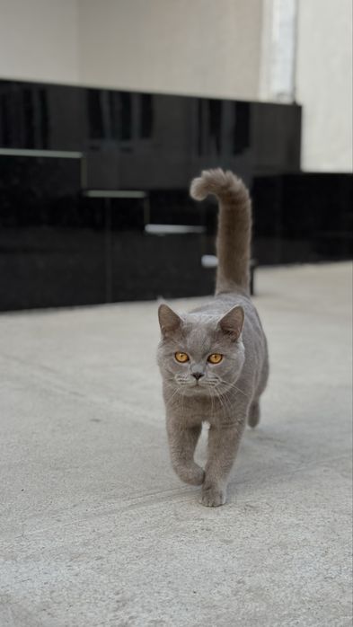 британцы отец и сын