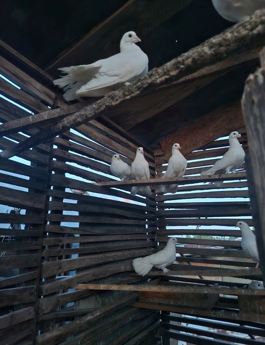 Porumbei albi voltati