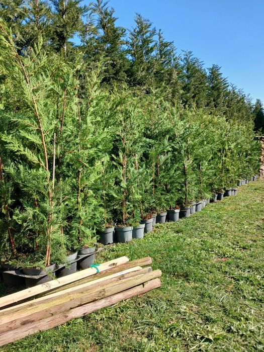 Tuia Leylandii !  145-160 cm